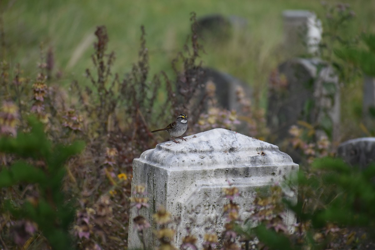 גיבתונית לבנת-גרון - ML647027548