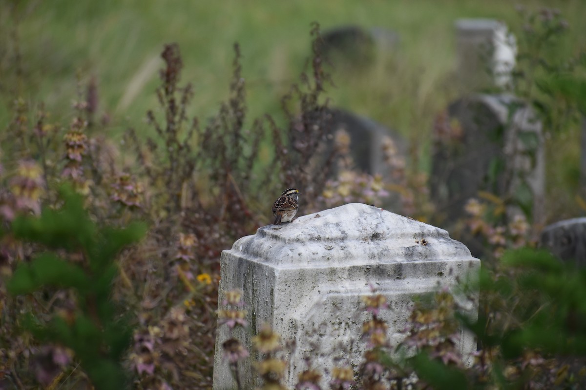גיבתונית לבנת-גרון - ML647027553