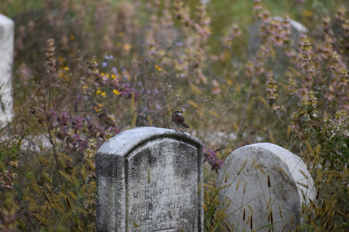 גיבתונית לבנת-גרון - ML647027555