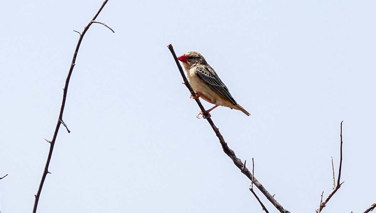 Kelea mokogorria - ML647027556