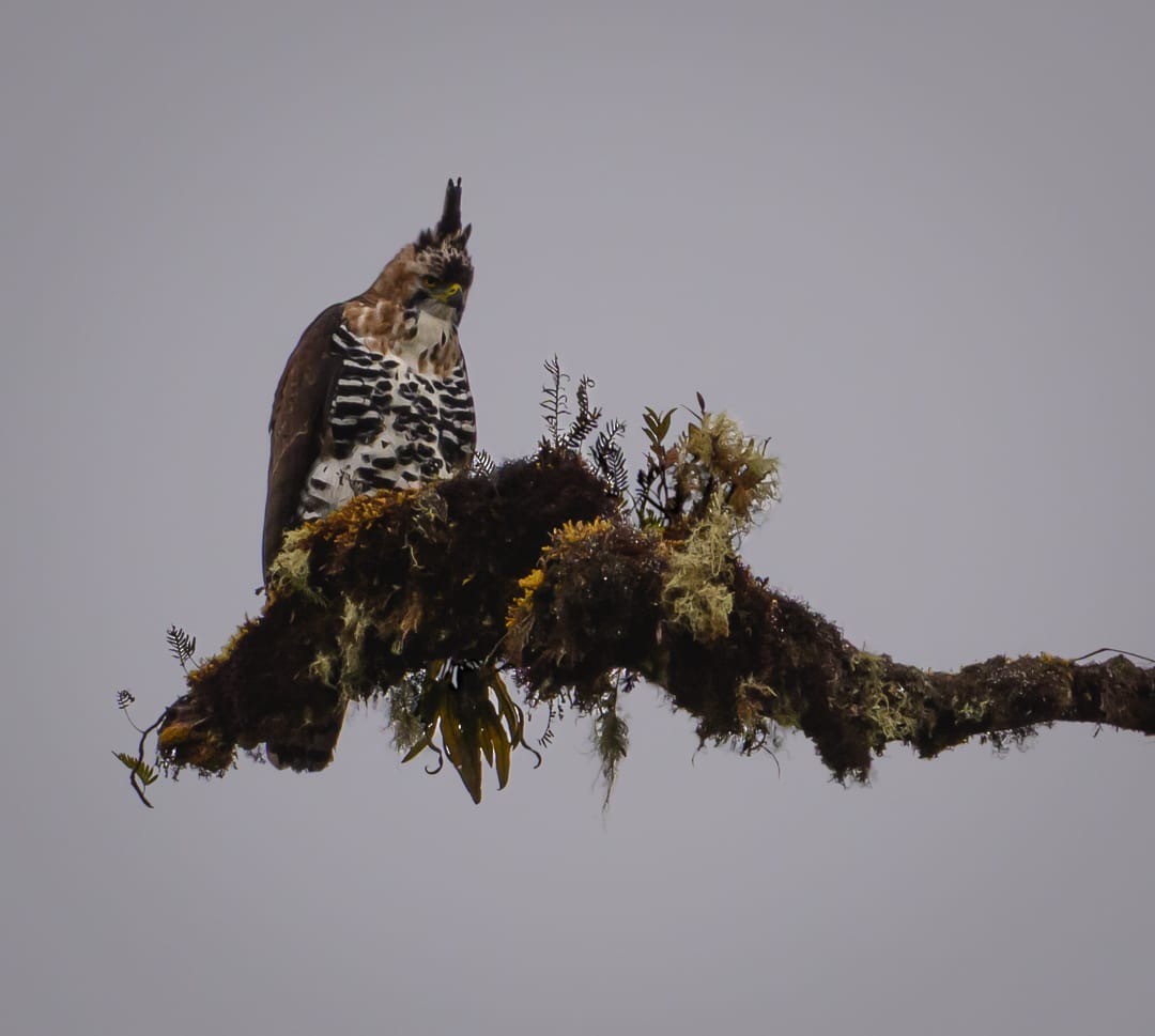 orel zdobený - ML647027562