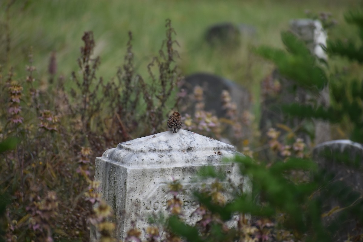 Chingolo Cejiblanco - ML647027564