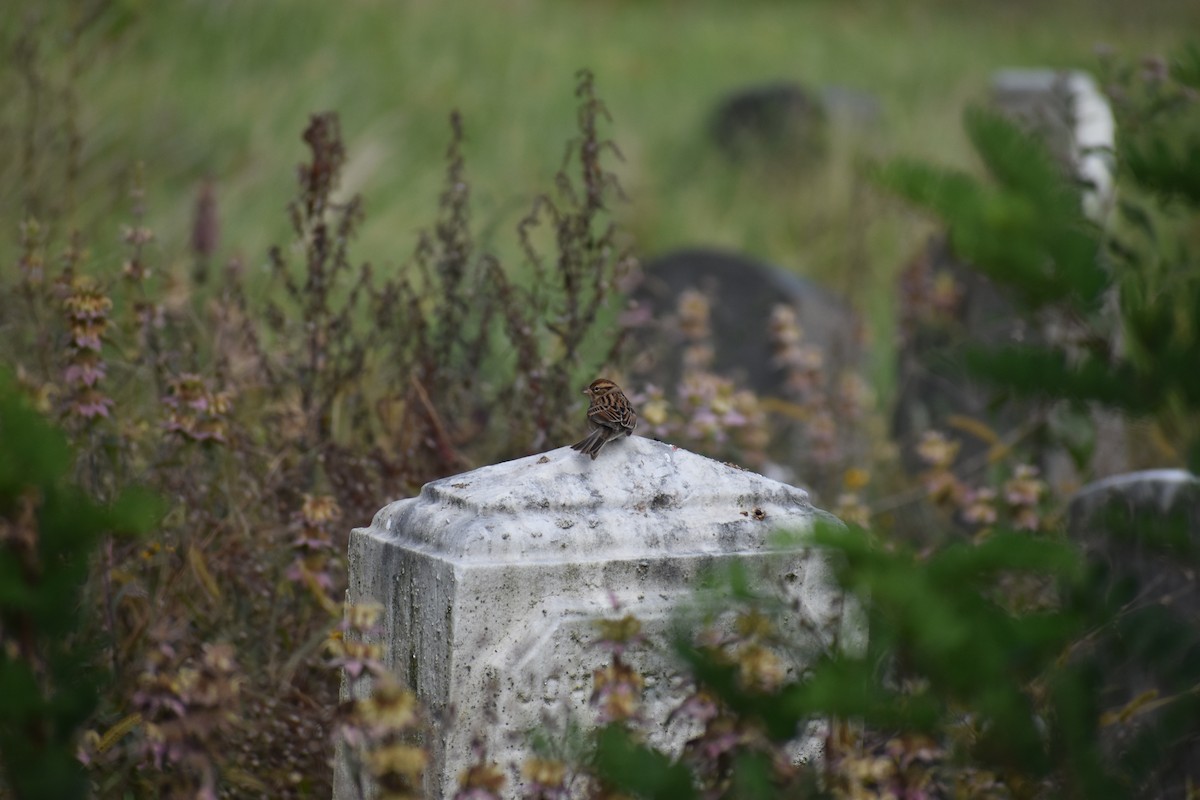 Chingolo Cejiblanco - ML647027566