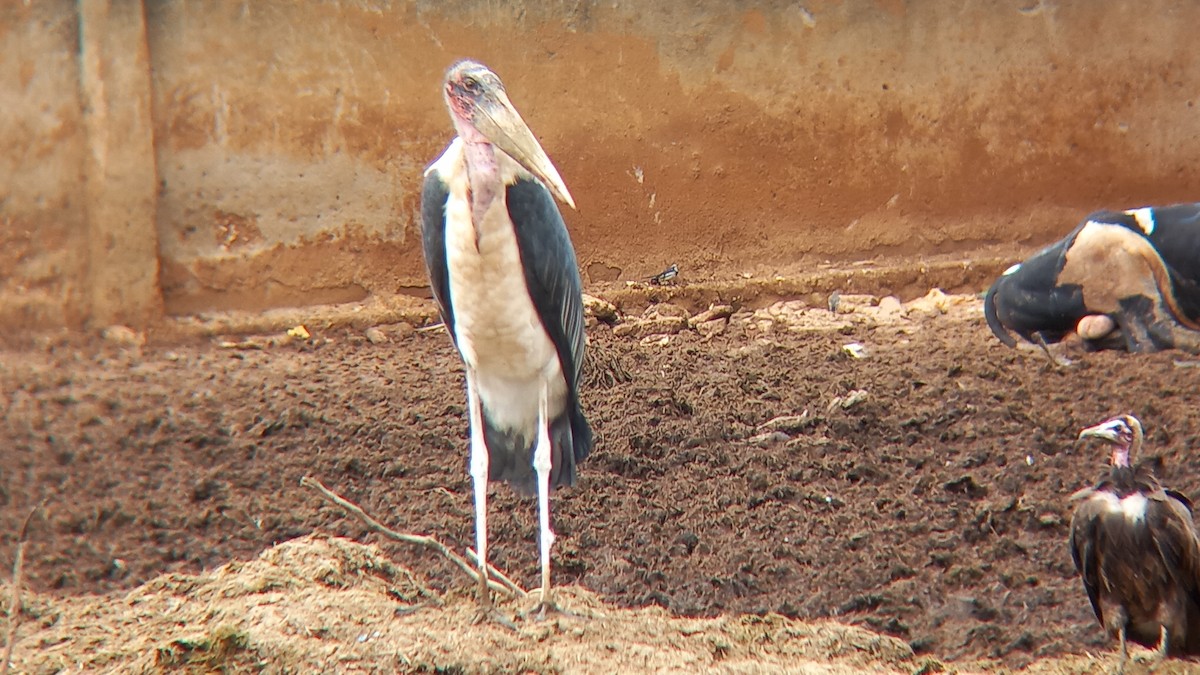 Marabou Stork - ML647027568