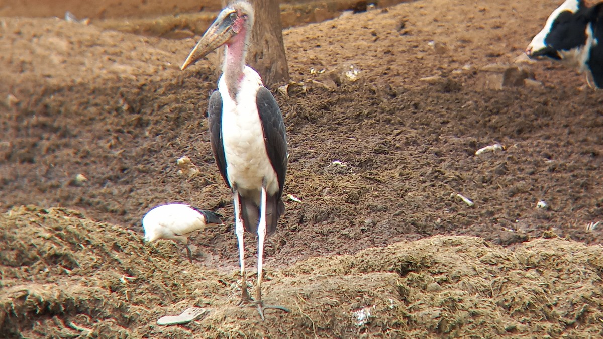 Marabou Stork - ML647027569