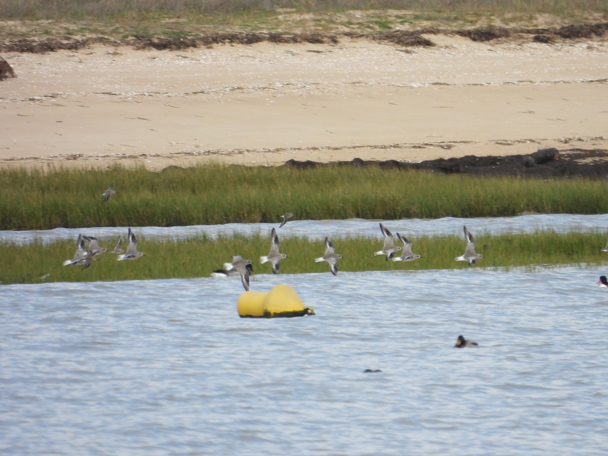 Pluvier argenté - ML647027570