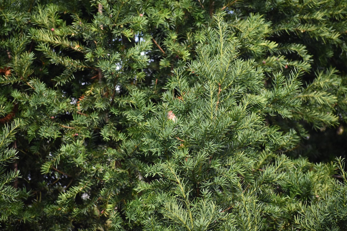 Chingolo Campestre - ML647027573