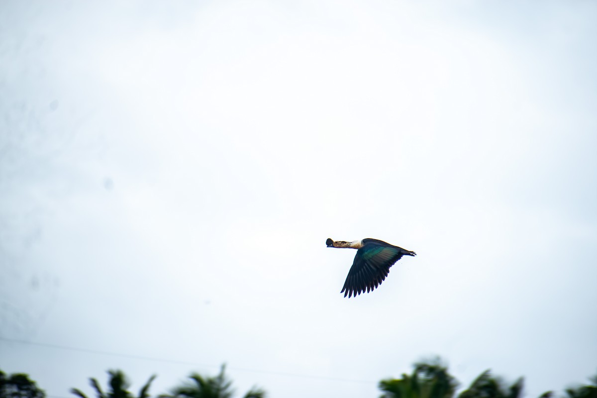 Knob-billed Duck - ML647027574