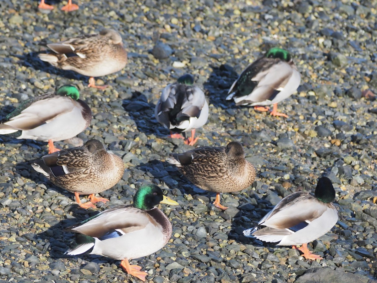 Germano reale - ML647027576