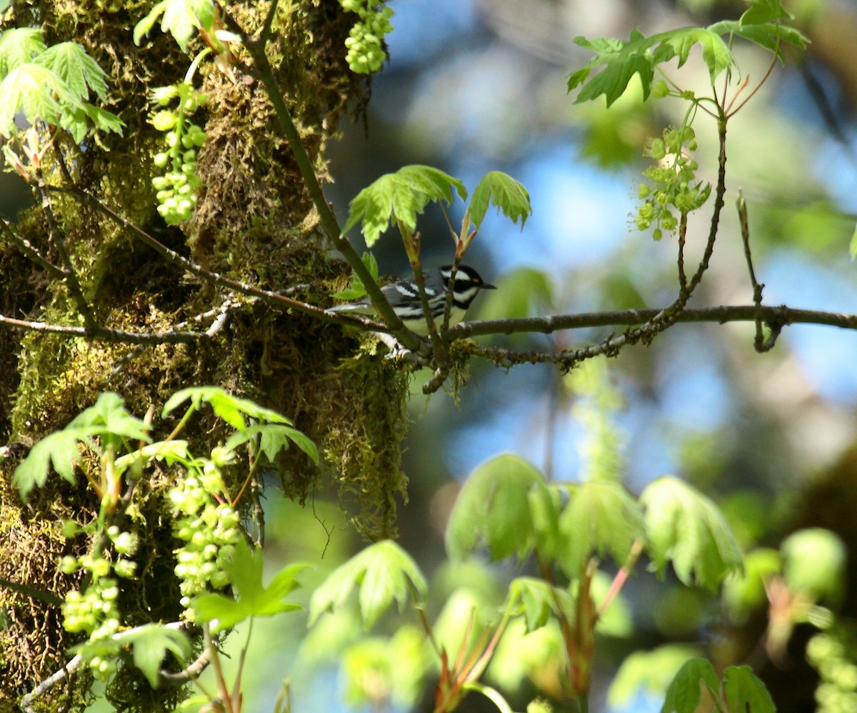 Kara Şeritli Ötleğen - ML647027579