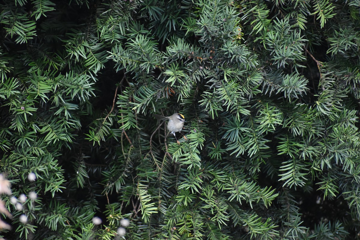 Reyezuelo Sátrapa - ML647027581