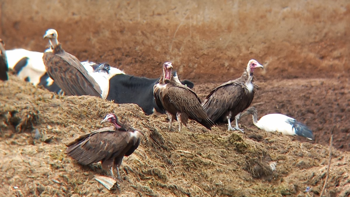 Hooded Vulture - ML647027582