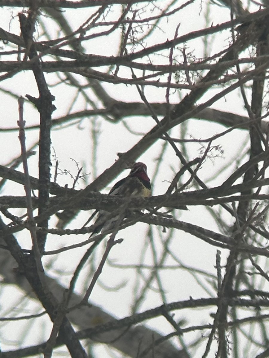 Yellow-bellied Sapsucker - ML647027584