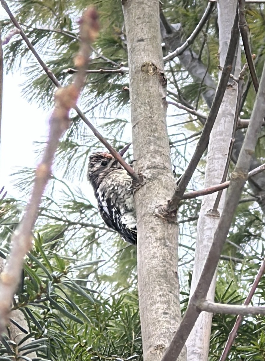 Yellow-bellied Sapsucker - ML647027585