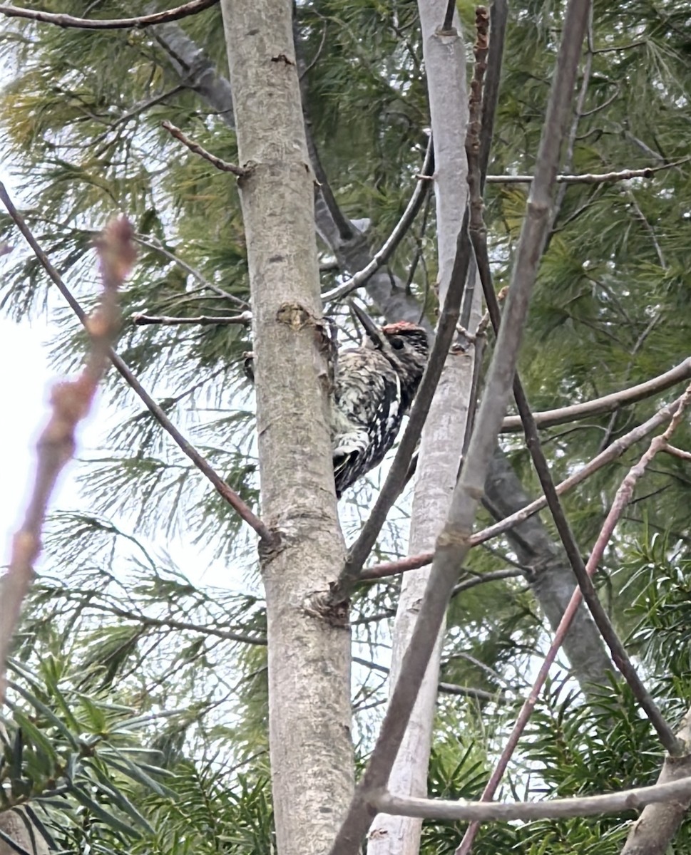 Yellow-bellied Sapsucker - ML647027586