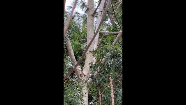 Chupasavia Norteño - ML647027587