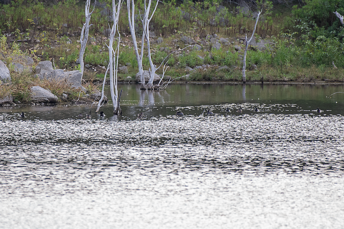 Lesser Scaup - ML647027592