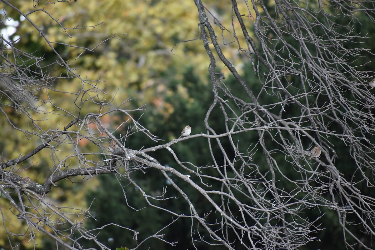 Chingolo Cejiblanco - ML647027594