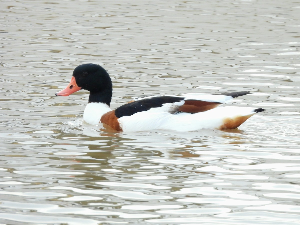 Paita arrunta - ML647027595