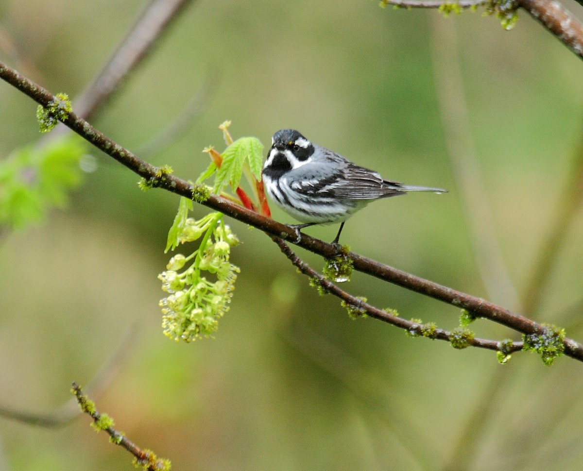 Kara Şeritli Ötleğen - ML647027596