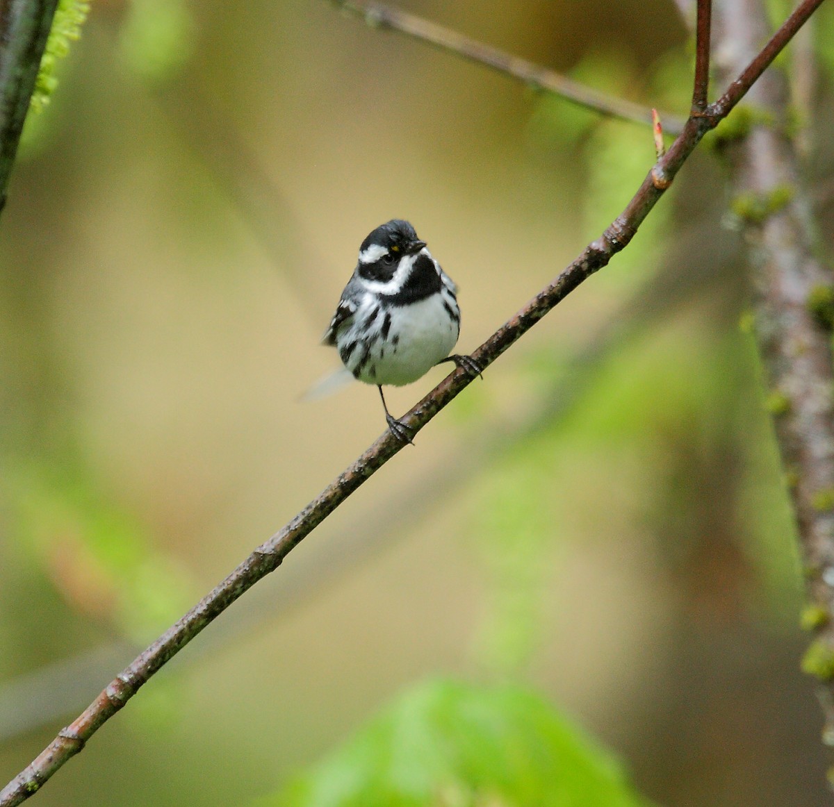 Kara Şeritli Ötleğen - ML647027597