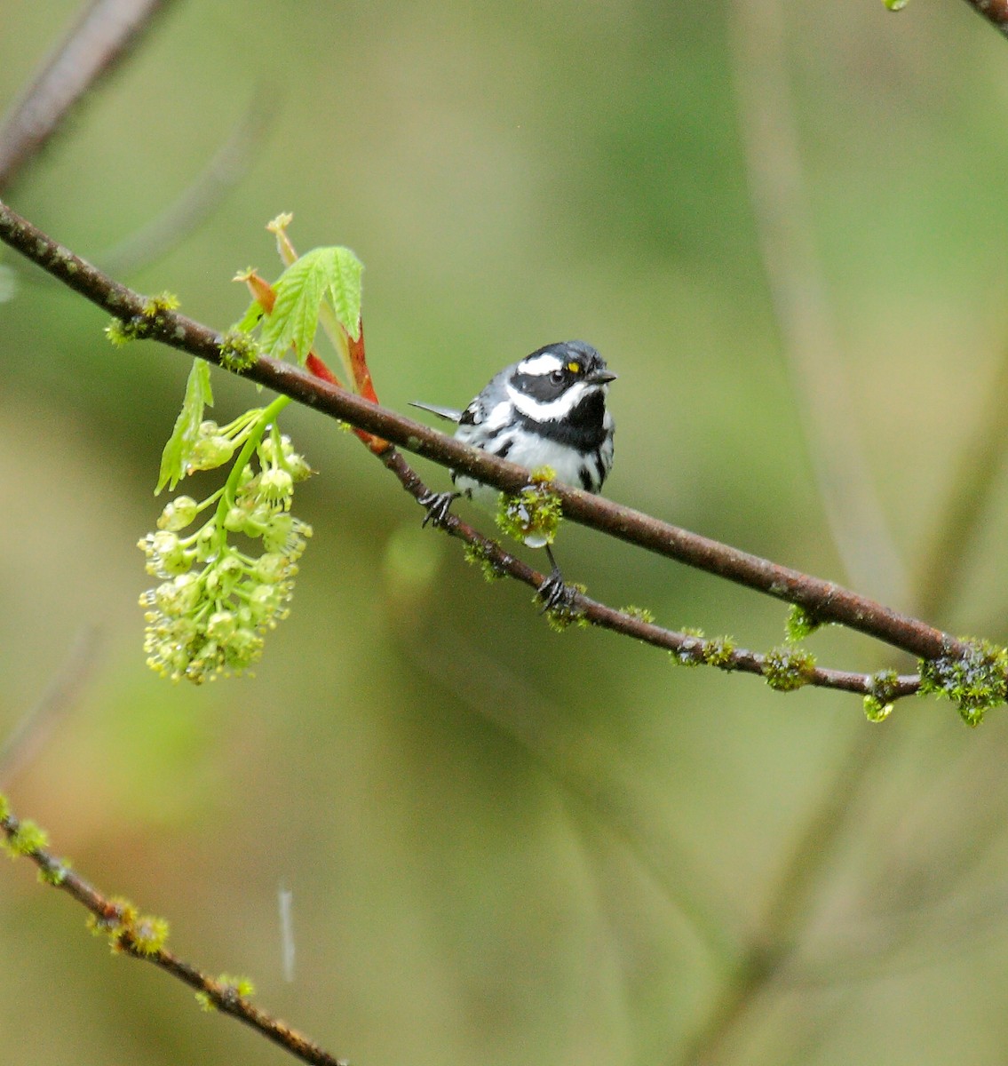 Kara Şeritli Ötleğen - ML647027598