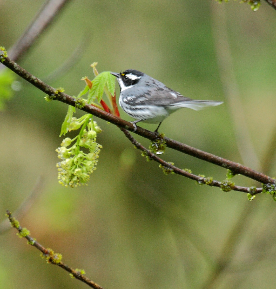 Kara Şeritli Ötleğen - ML647027599
