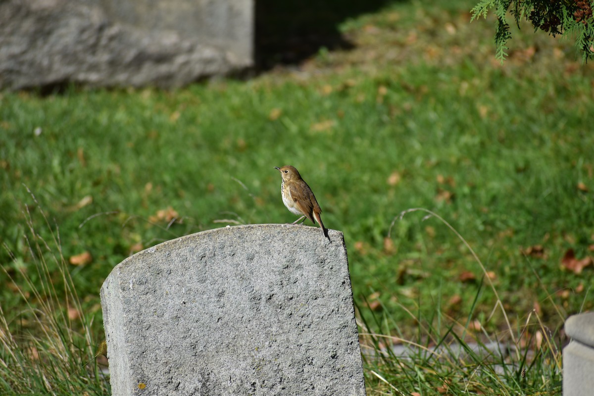 Zorzalito Colirrufo - ML647027601