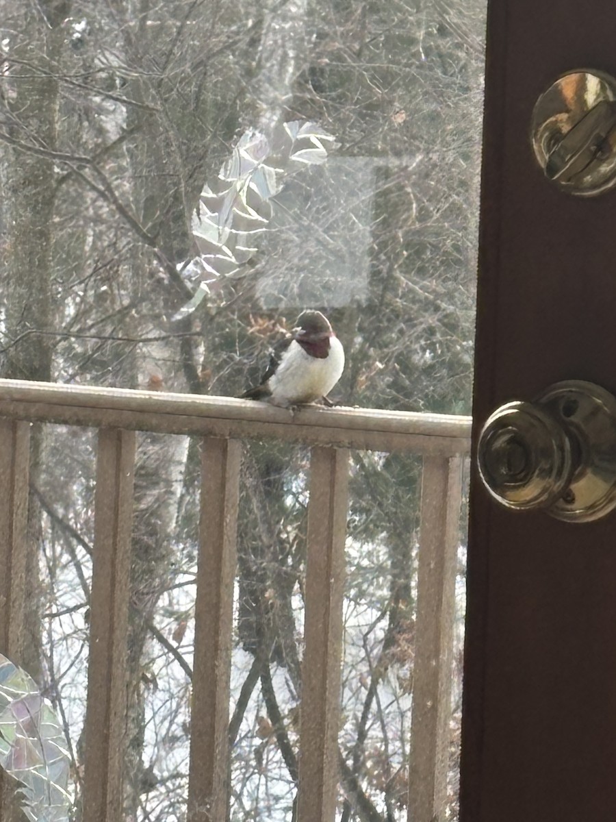 Red-headed Woodpecker - ML647027608