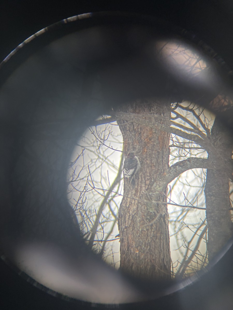 Red-headed Woodpecker - ML647027609