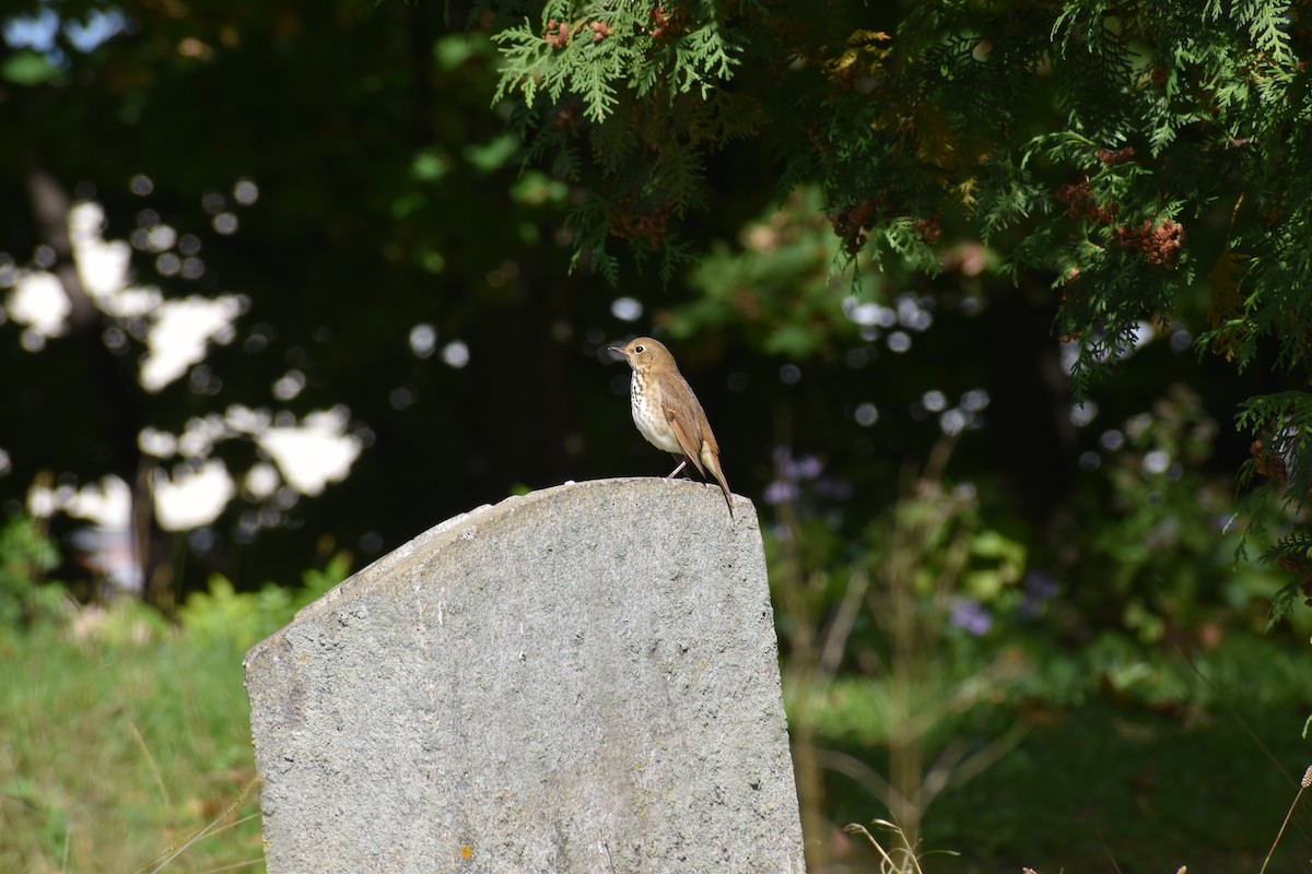 Zorzalito Colirrufo - ML647027610