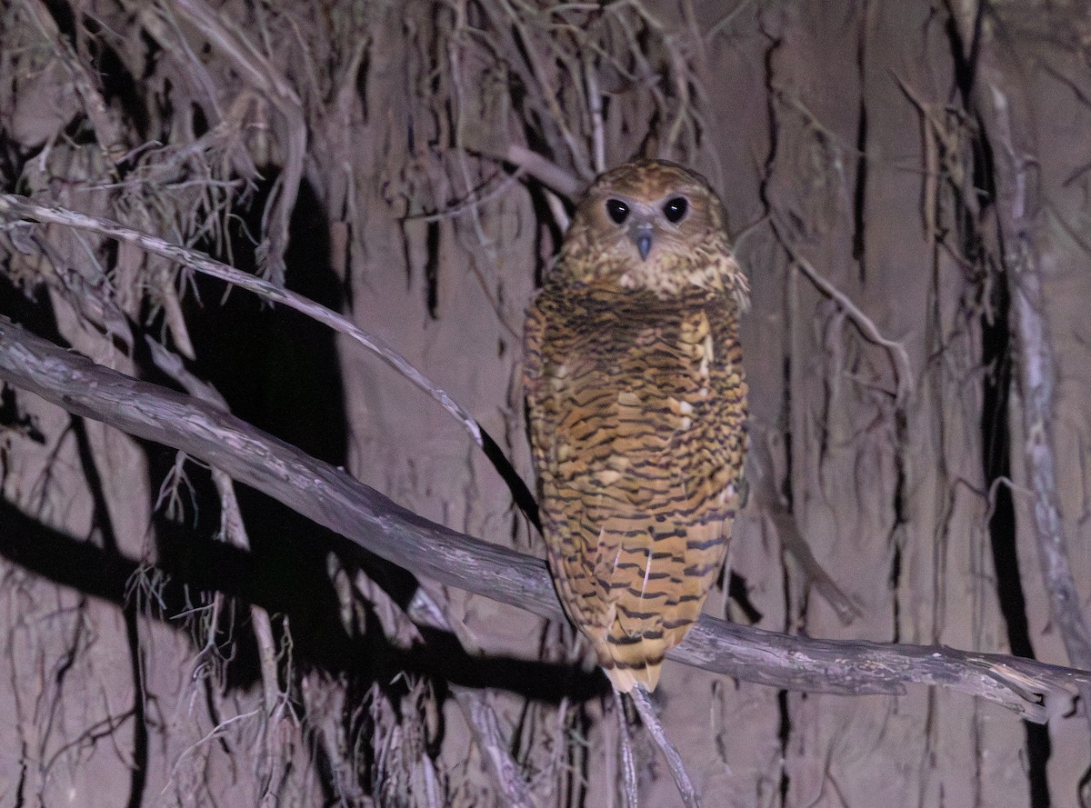 ウオクイフクロウ - ML647027613