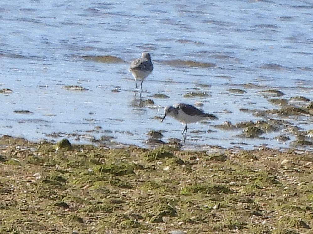 ヨーロッパトウネン - ML647027614