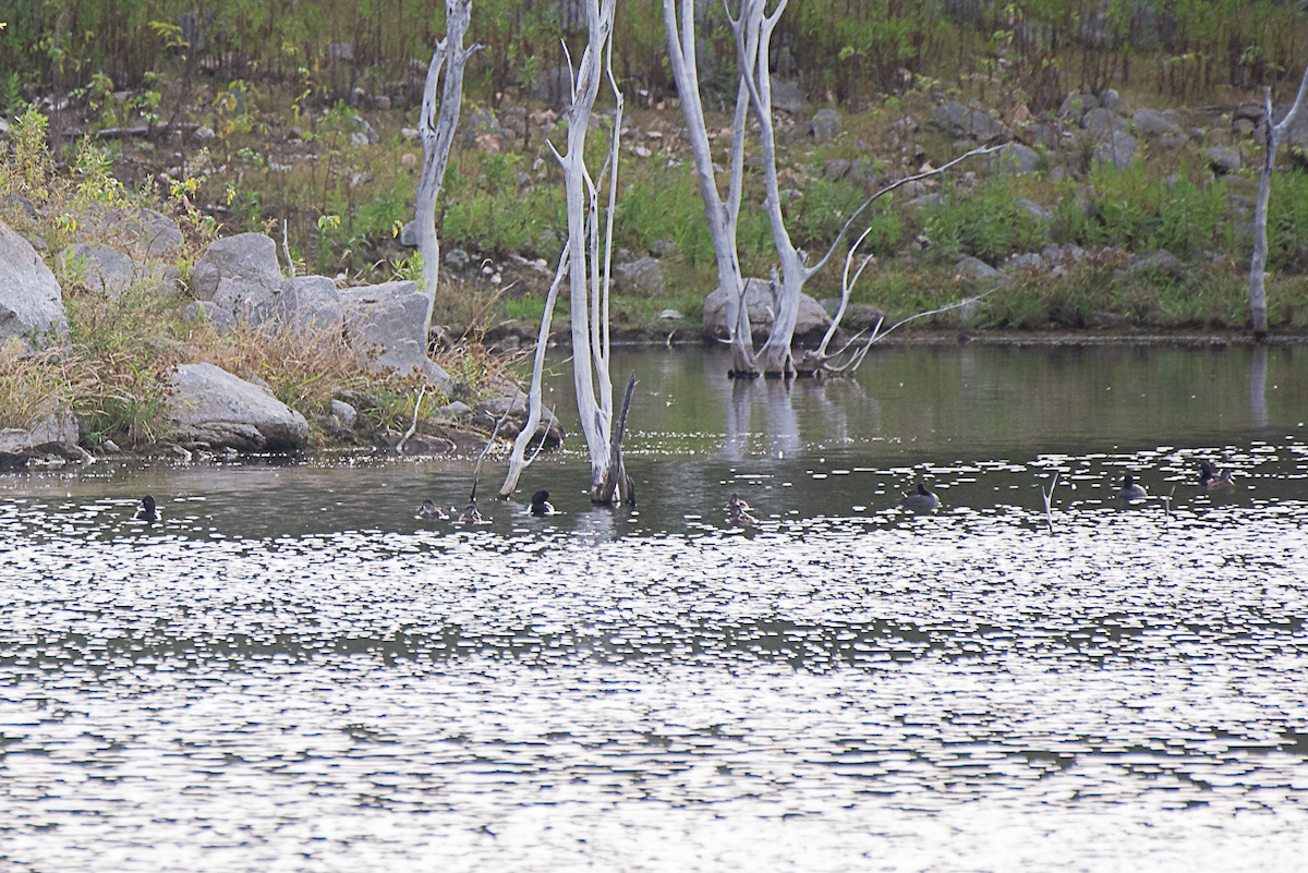 Ring-necked Duck - ML647027615