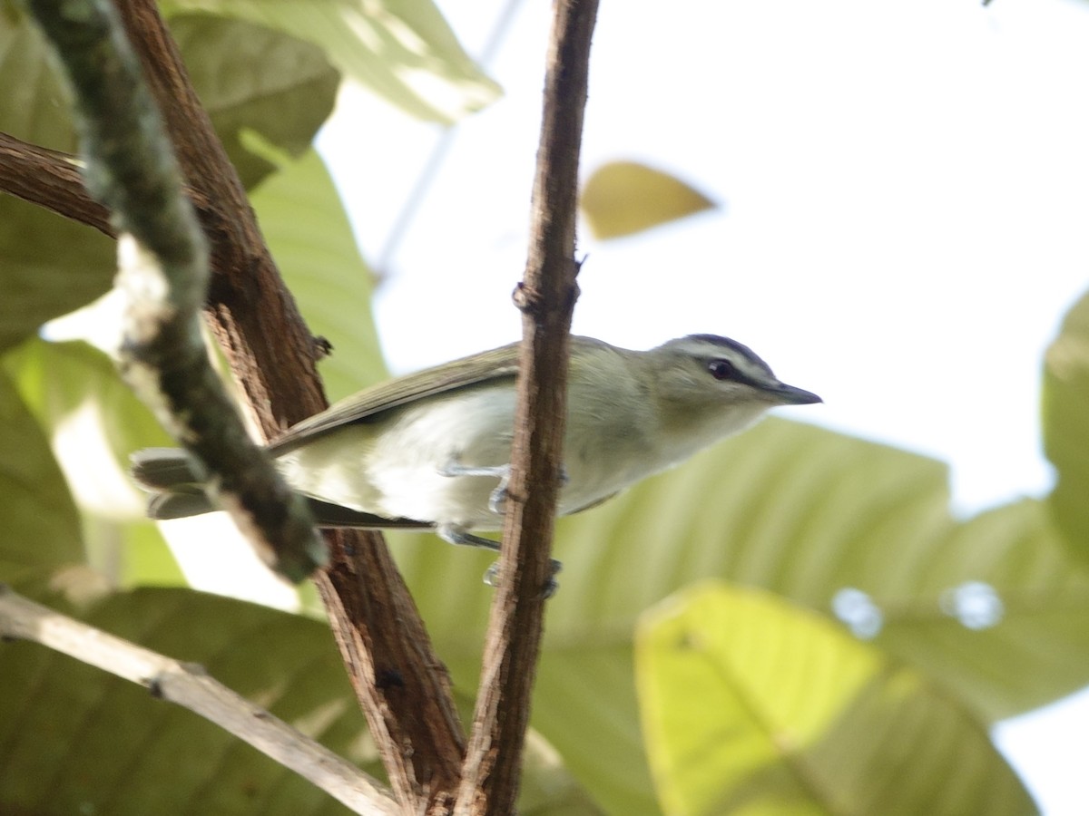 アカメモズモドキ - ML647027617