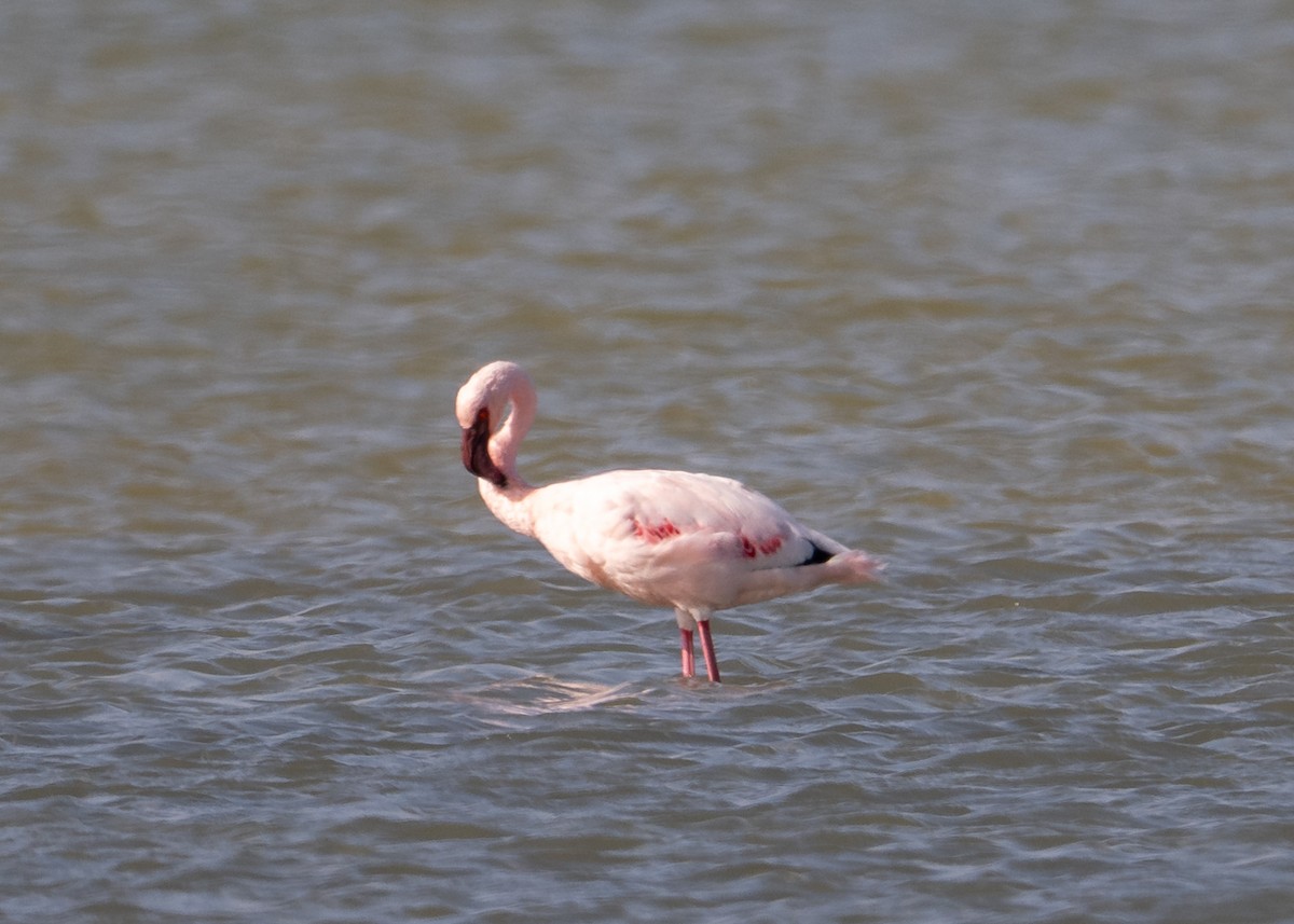 Lesser Flamingo - ML647027622