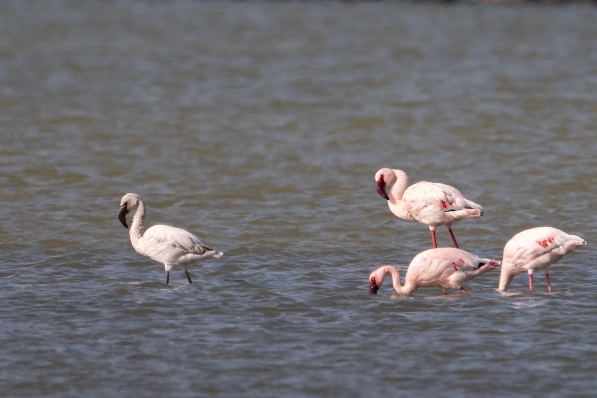 Lesser Flamingo - ML647027623