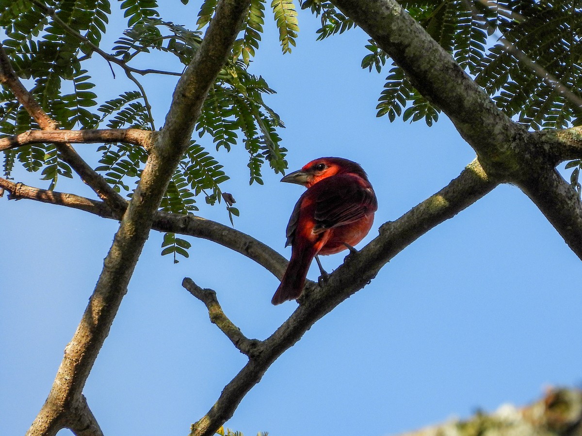 Піранга червона - ML647027627