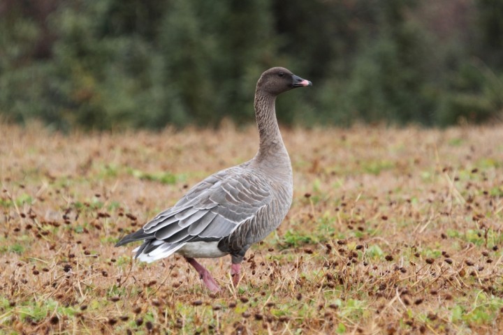 Küçük Tarla Kazı - ML647027631