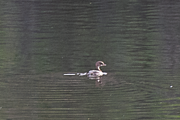 Least Grebe - ML647027632