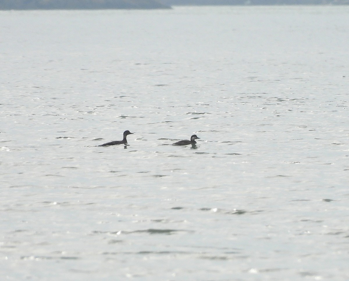 turpan černý - ML647027633