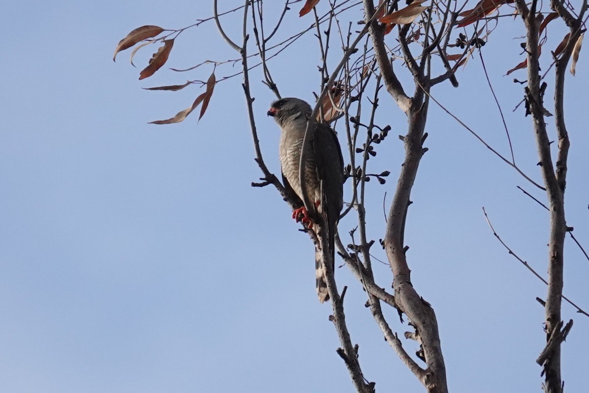 Autour gabar - ML647027635