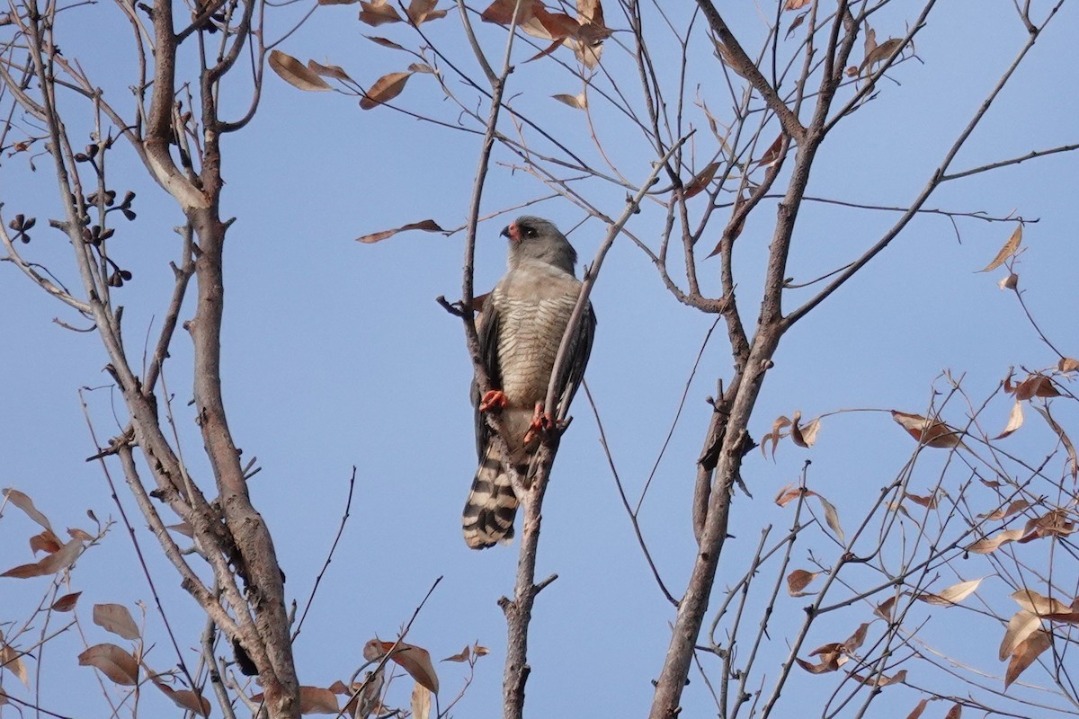 Autour gabar - ML647027636