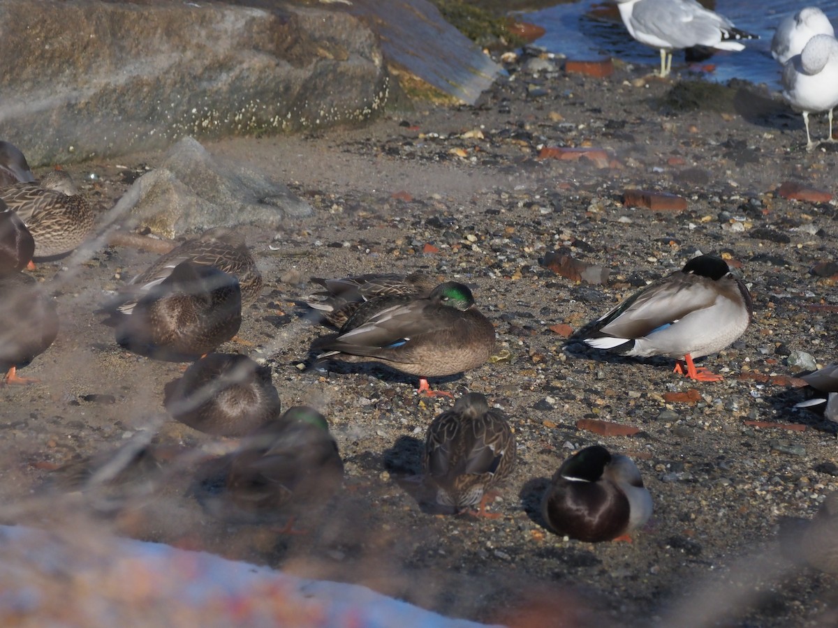 Mallard x American Black Duck (hybrid) - ML647027637