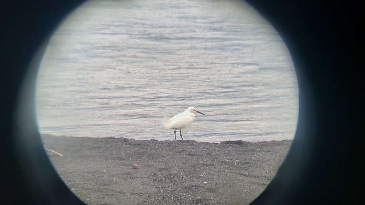 Garceta Nívea - ML647027647