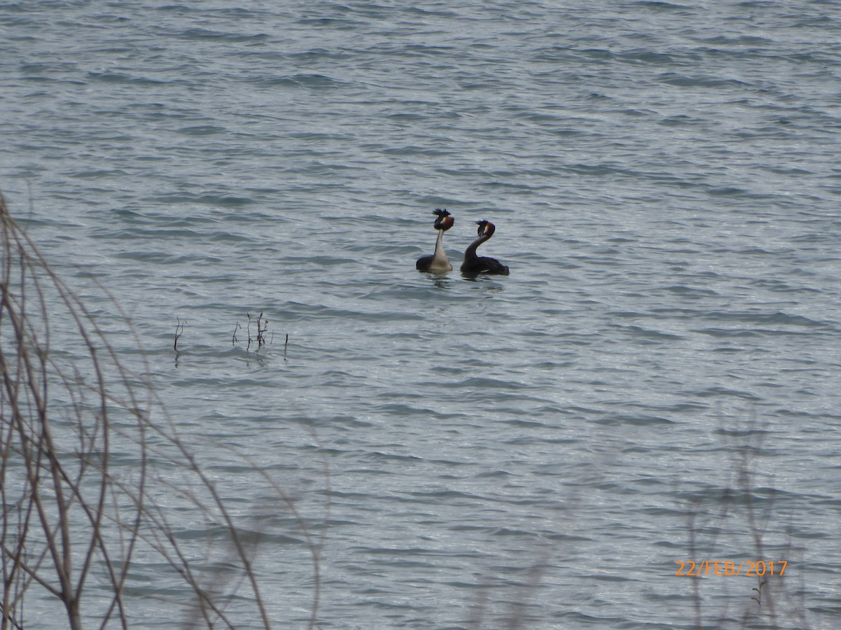 カンムリカイツブリ - ML647027661