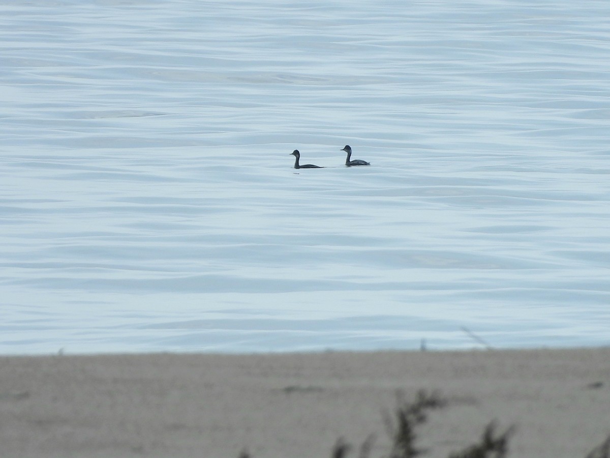 Eared Grebe - ML647027669