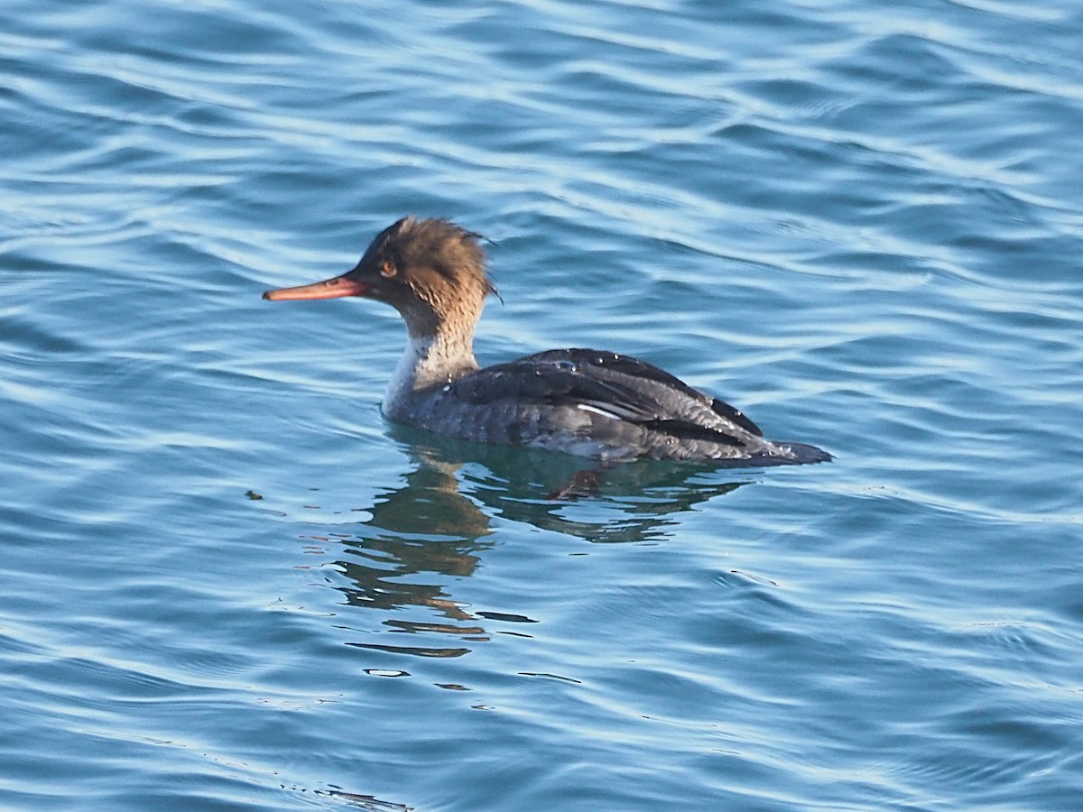 Smergo minore - ML647027670