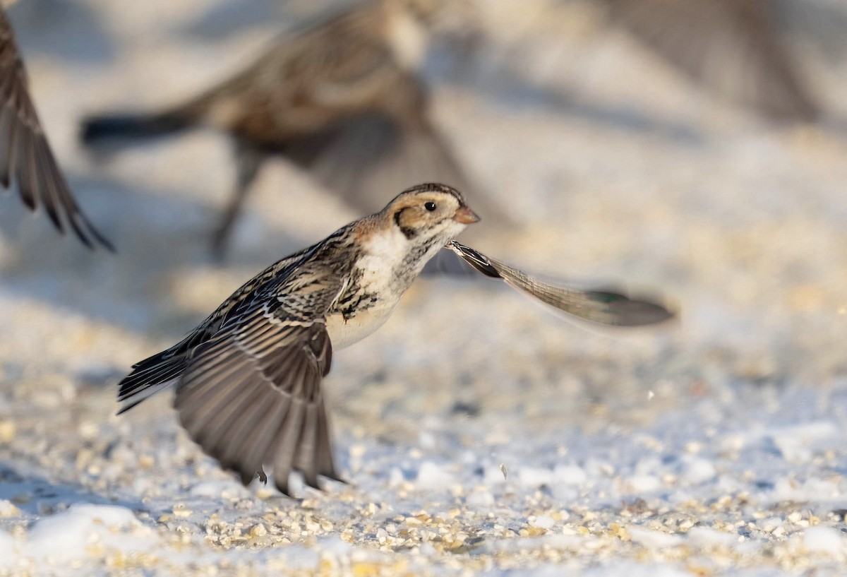 Подорожник лапландський - ML647027673