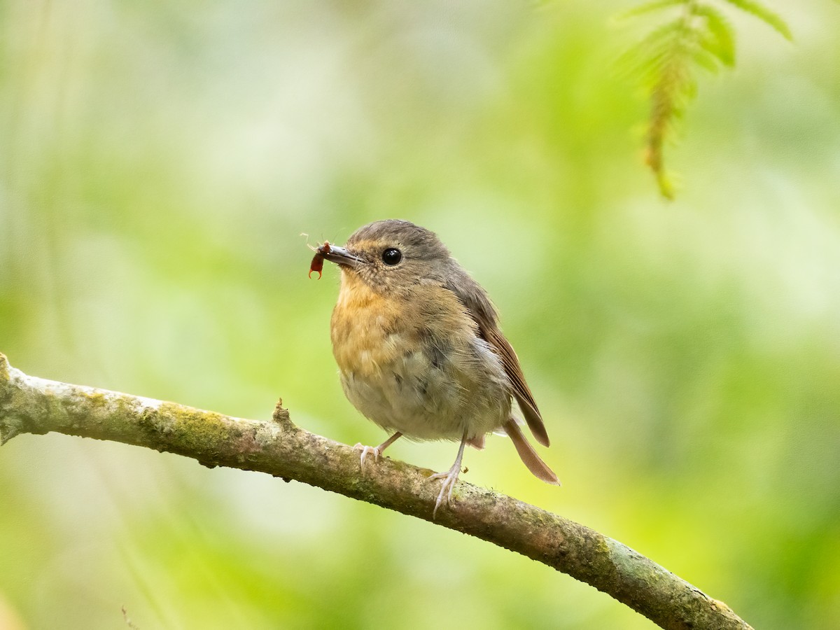 aurorafluesnapper - ML647027690